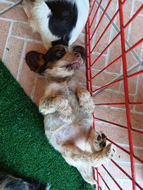 Splendidi cuccioli di cocker spaniel inglese