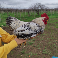 Polli e galline