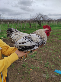 Polli e galline