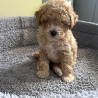 Cucciolo di barboncino Toy