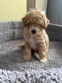 Cucciolo di barboncino Toy