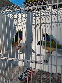 Diamanti di gould