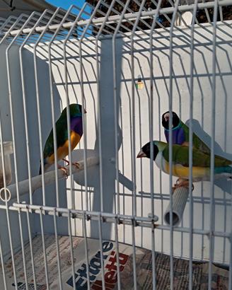 Diamanti di gould