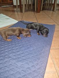 Cuccioli bassotto nano