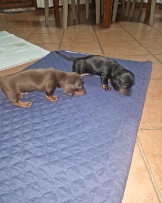 Cuccioli bassotto nano