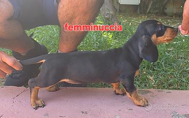 Cuccioli bassotto tedesco nero focato pelo raso st