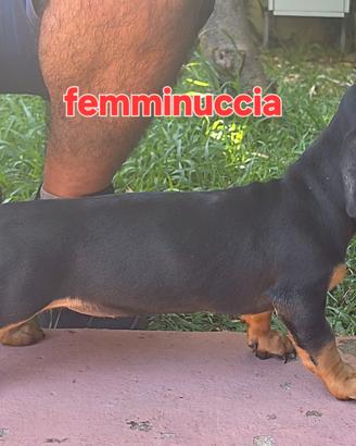 Cuccioli bassotto tedesco nero focato pelo raso st