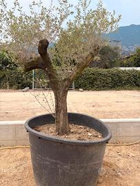 3 olivi in vaso acquisitabili anche da soli