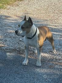 Amstaff puro 10 mesi alta genealogia