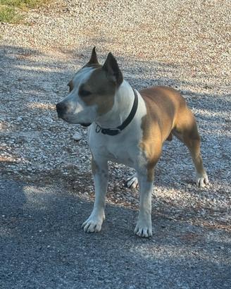 Amstaff puro 10 mesi alta genealogia