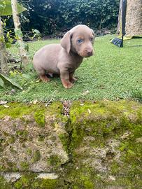 Maschietto di bassotto isabella