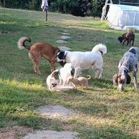 Pensione per animali 