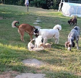 Pensione per animali 