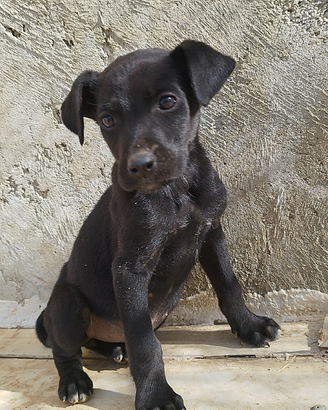 Cuccioli di un anno