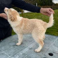 Border collie cuccioli