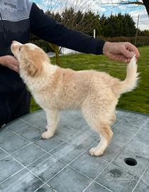 Border collie cuccioli