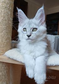 cuccioli Maine Coon con pedigree