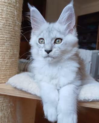 cuccioli Maine Coon con pedigree
