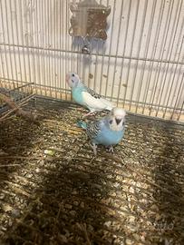 Cocoriti novelli coppia