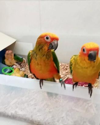 Pappagalli conuri del sole