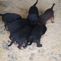 Grifo Nero Valnerino