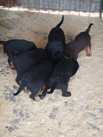 Grifo Nero Valnerino