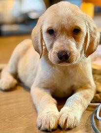 Ultima Cucciola di Labrador Abruzzese