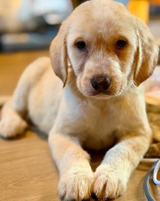 Ultima Cucciola di Labrador Abruzzese