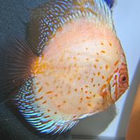 Pesci -discus- scalari -loricardi- shop online