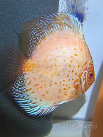 Pesci -discus- scalari -loricardi- shop online