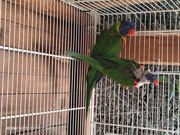 Lory arcobaleno