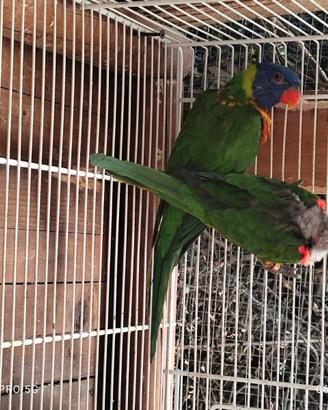 Lory arcobaleno
