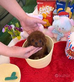 Cuccioli barboncino toy red