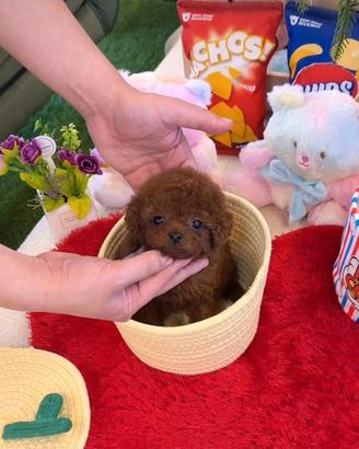 Cuccioli barboncino toy red