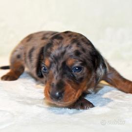 Cucciolata di bassotti merle femmine