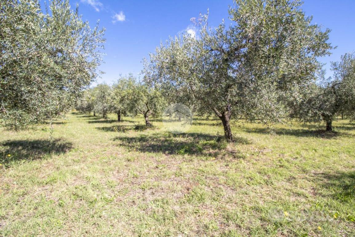 TER. AGRICOLO A MONTORIO ROMANO - Altro