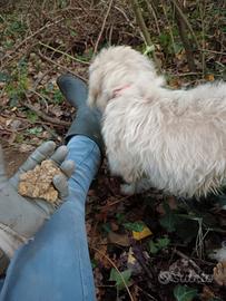 Lagotto/spinone da tartufo