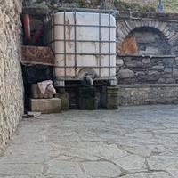 Contenitore acqua per orto/giardino