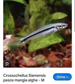 Pesce siamensis