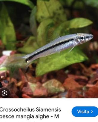 Pesce siamensis