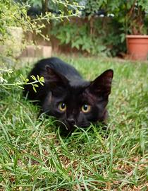 Gattino nero in adozione
