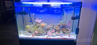 acquario marino 
