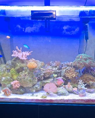 acquario marino 