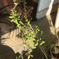 Bacche di goji pianta