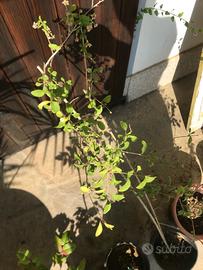 Bacche di goji pianta