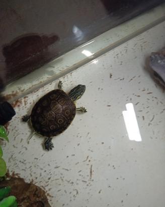 tartaruga d'acqua Trachemys venusta