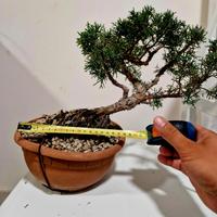 prebonsai ginepro kishu