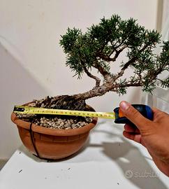 prebonsai ginepro kishu