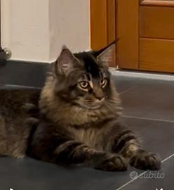 Main Coon maschio