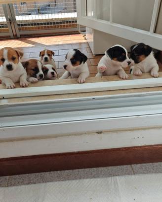 Cuccioli di Jack Russel Terrier nati in casa